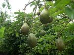 Avocados