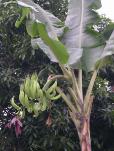 Bananas