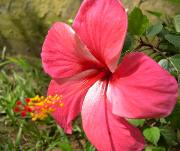 Hibiscus