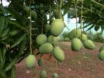 Mangoes