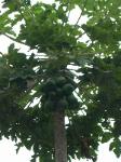 Papayas