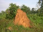 Termite Mound